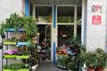 imagen principal Azul - Acuario Floristería
