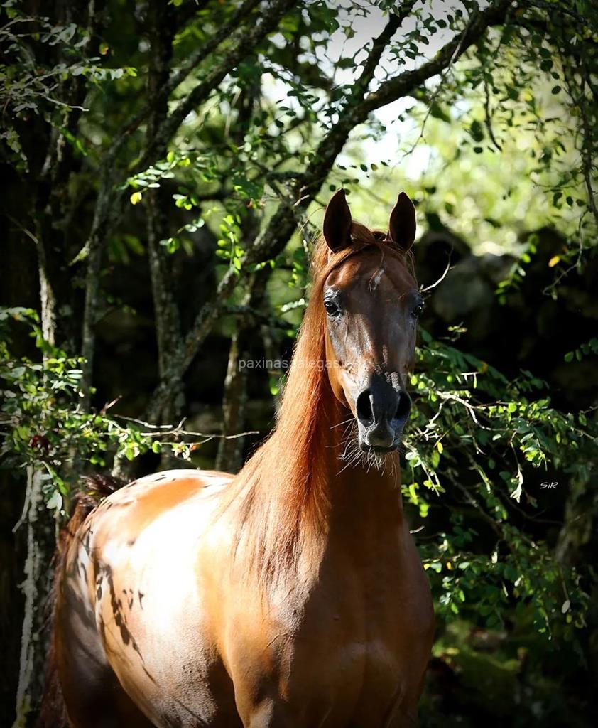 imagen principal Bastida Arabians