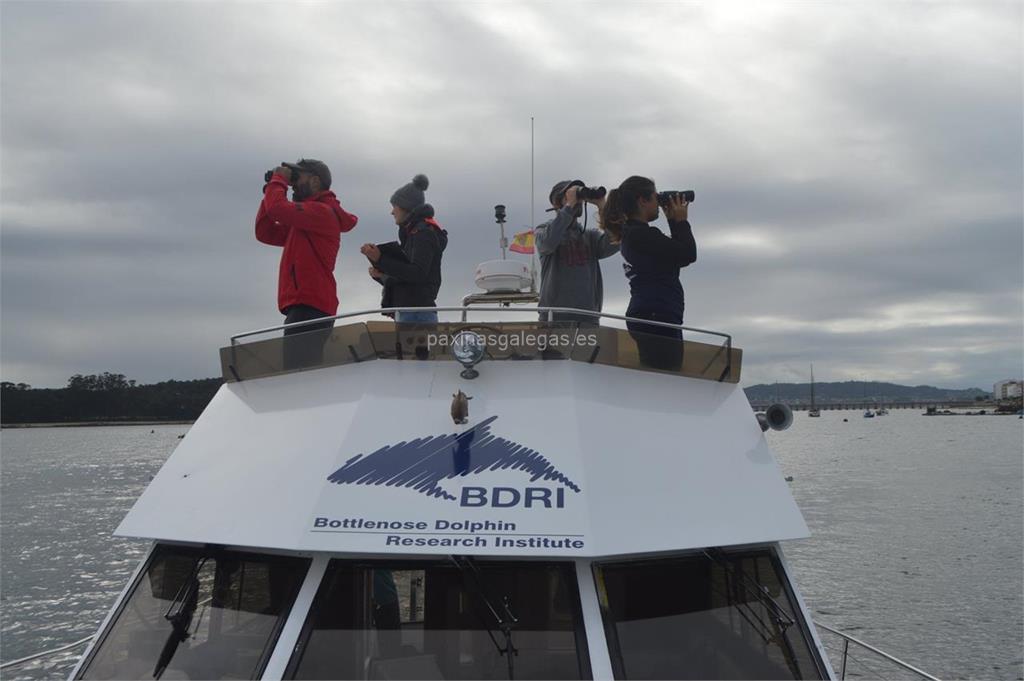 imagen principal BDRI - Bottlenose Dolphin Research Institute