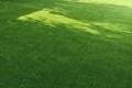 imagen principal Bloomgrass