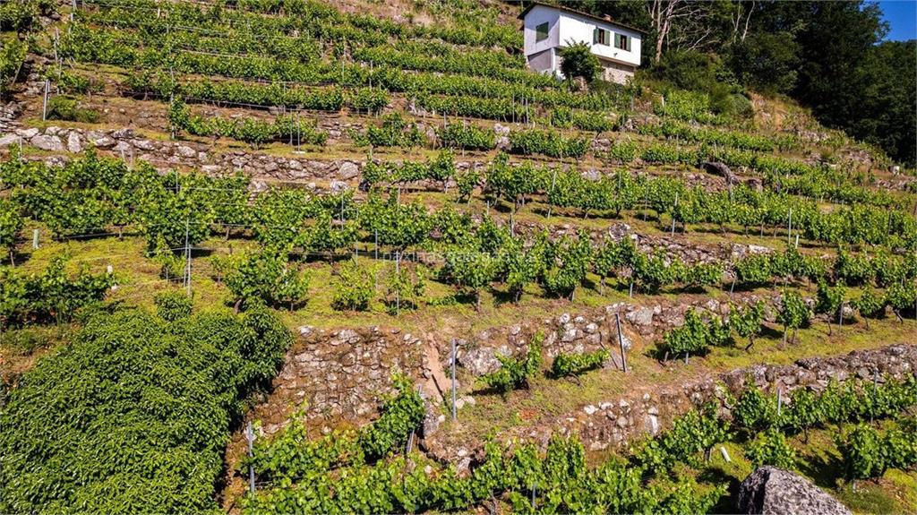 Bodega Mauricio Lorca imagen 8