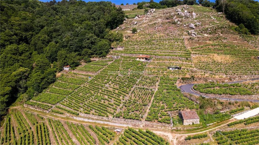 Bodega Mauricio Lorca imagen 10