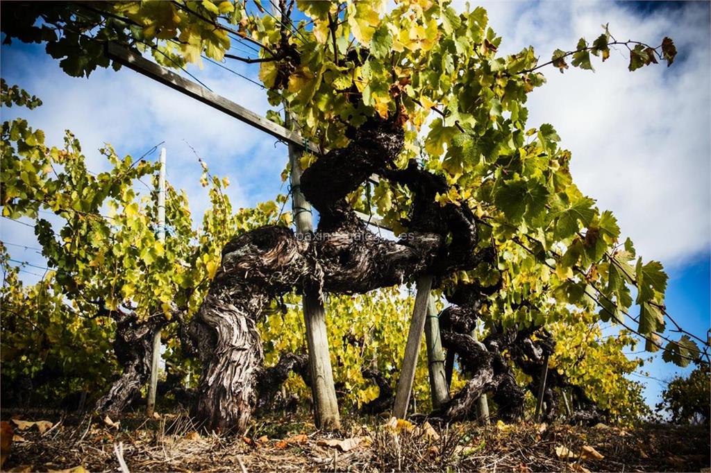 imagen principal Bodegas Valdesil (Pedrouzos / Godello)