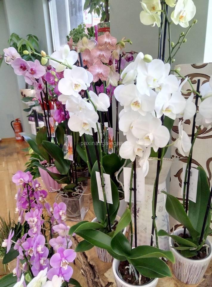 Bonsai Floristería - Teleflora imagen 6