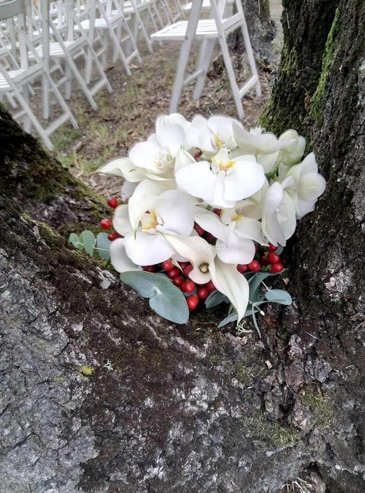 Bonsai - Teleflora imagen 13