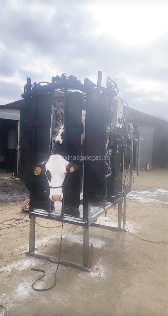 imagen principal Bovina