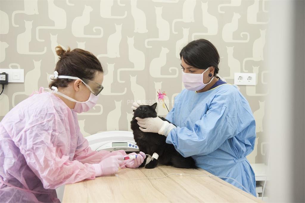 can cat clínica veterinaria imagen 3