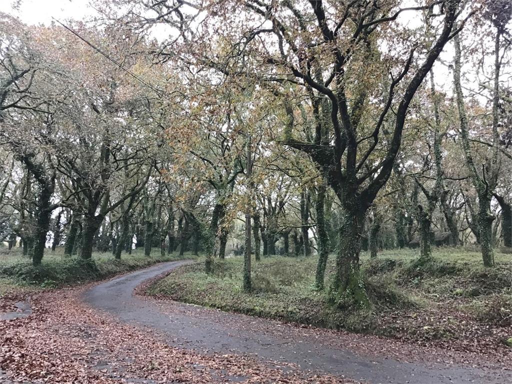imagen principal Carballeira de San Cibrán 