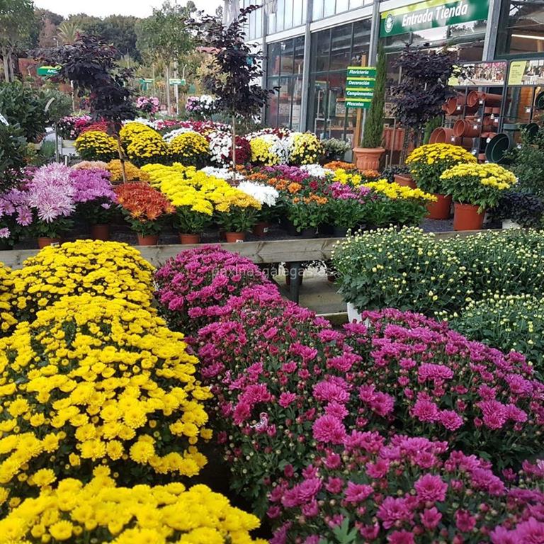 Jardinería Casaplanta en Nigrán