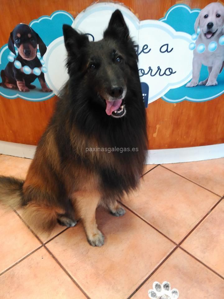 Centro Veterinario Carril imagen 11