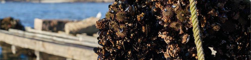 Construcción de bateas en Galicia