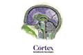 logotipo Córtex