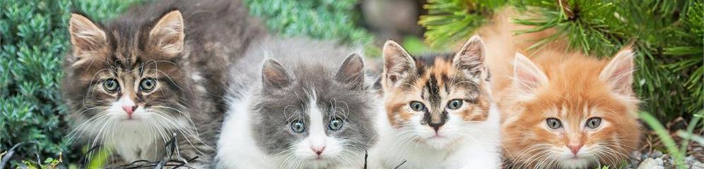 Criaderos felinos en Galicia