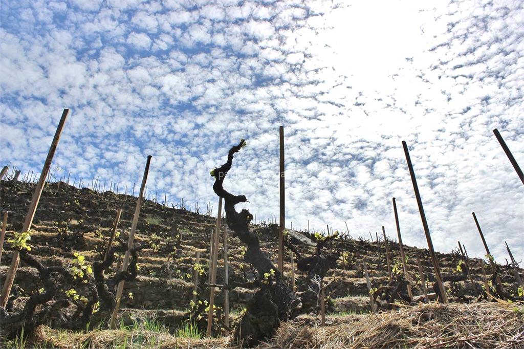 imagen principal Daterra Viticultores (Erea / Godello y Mencía)