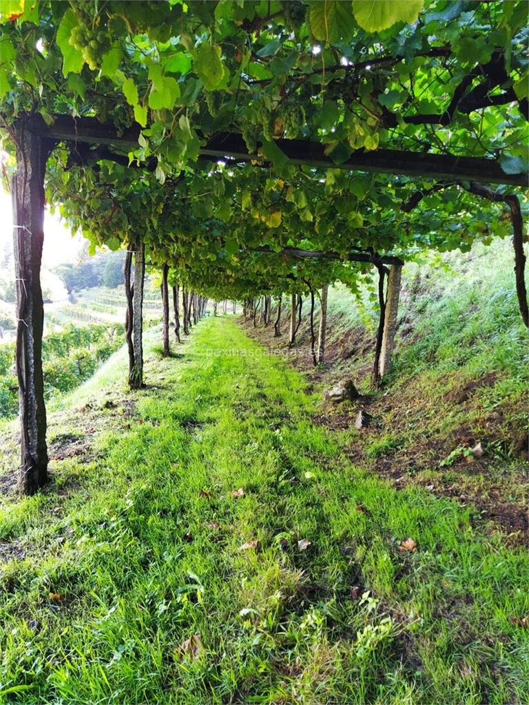 imagen principal Davide (Albariño y Godello)