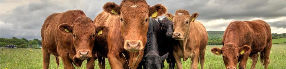 Distribución semen ganado en Galicia