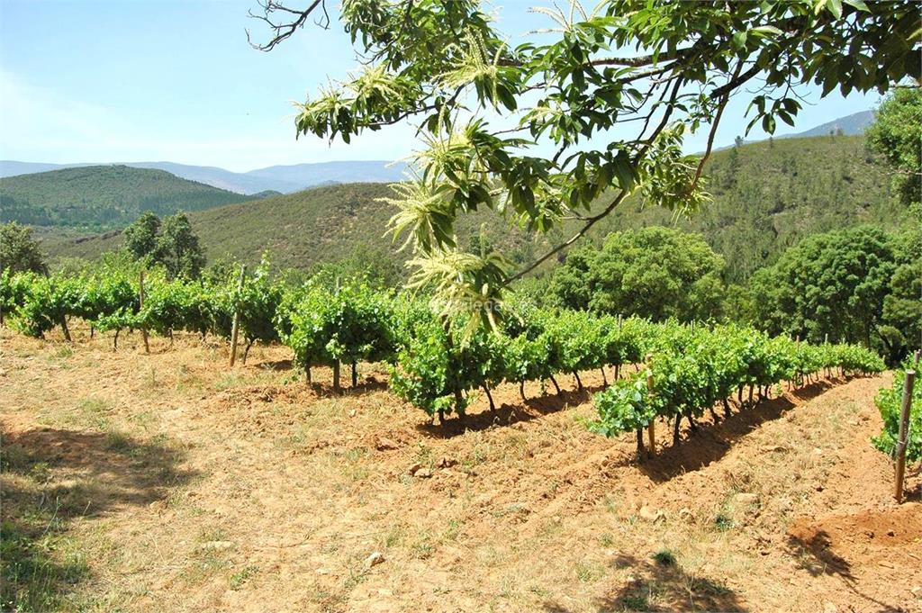 imagen principal Docampo - Gacio (Bacelos de Biobra / Mencía y Tempranillo)