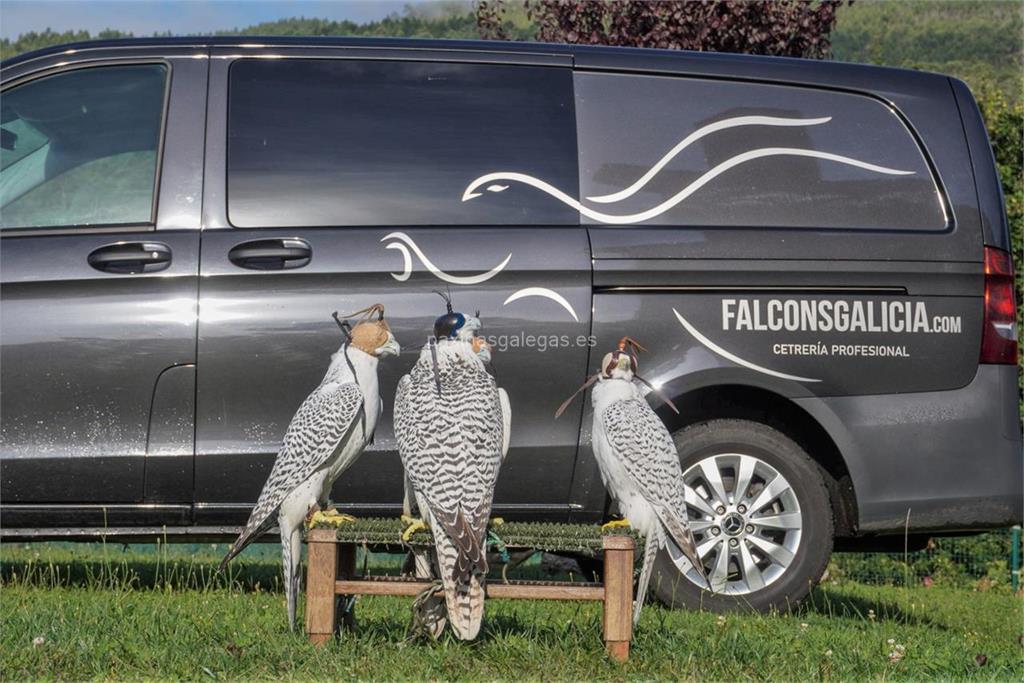 imagen principal Falcons Galicia
