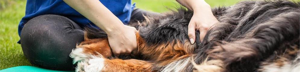 Fisioterapia veterinaria en Galicia