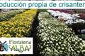 video corporativo Floristería Alba - Flor 10