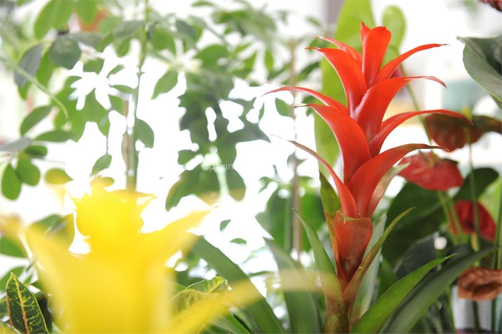 Floristería Sedes imagen 14