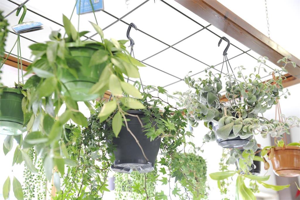 Floristería Sedes imagen 15