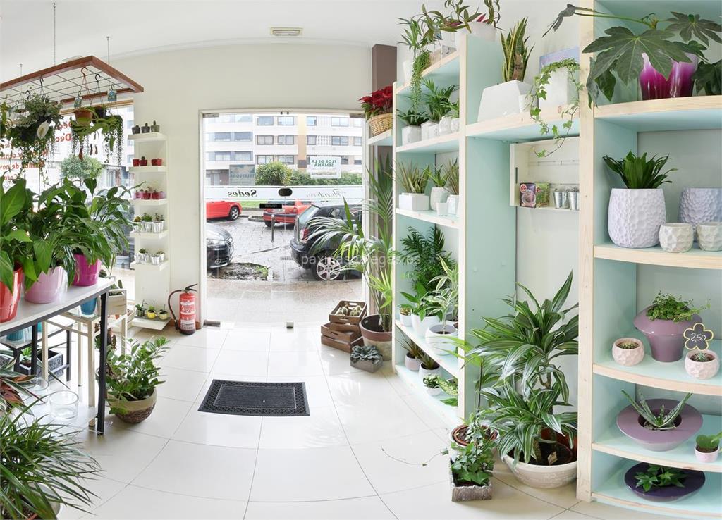 Floristería Sedes imagen 20