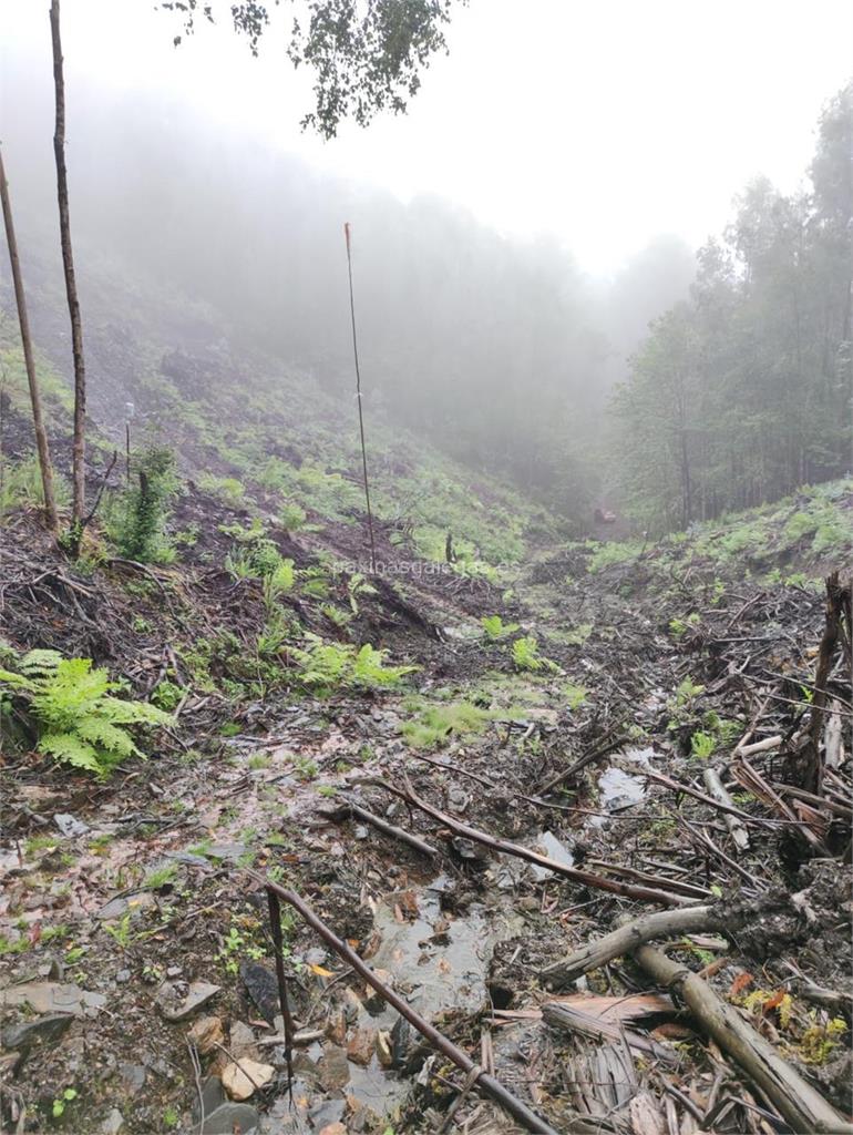 Forestal Lugo imagen 12