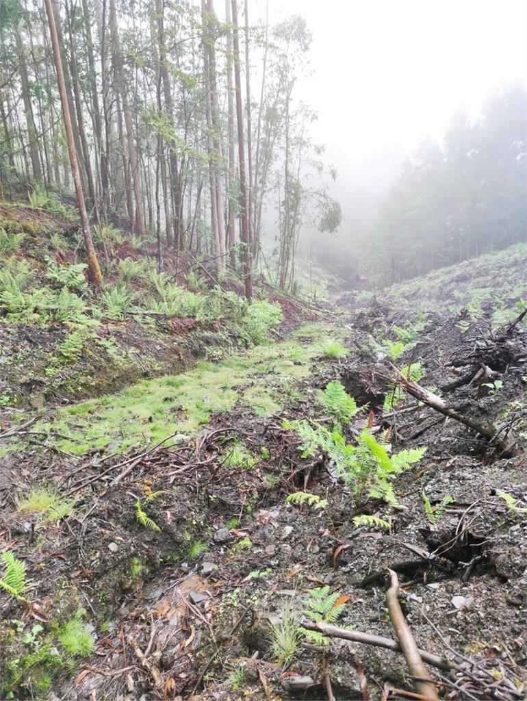 Forestal Lugo imagen 9