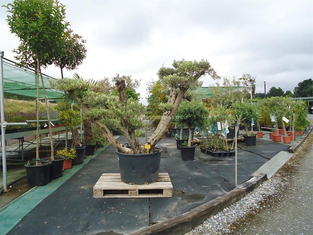 Garden's imagen 11