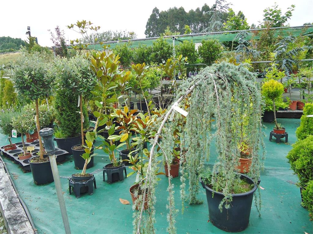 Garden's imagen 13