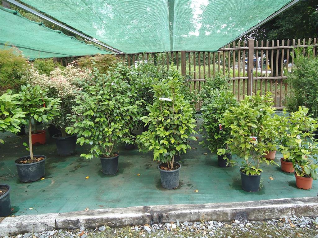 Garden's imagen 9