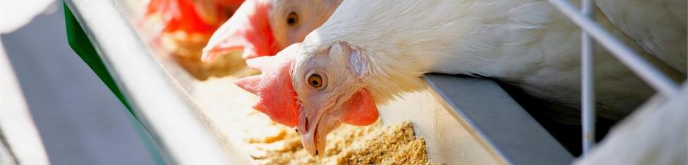 Granjas avícolas en provincia Pontevedra