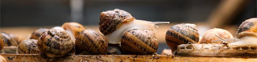 Granjas de caracoles en provincia Lugo