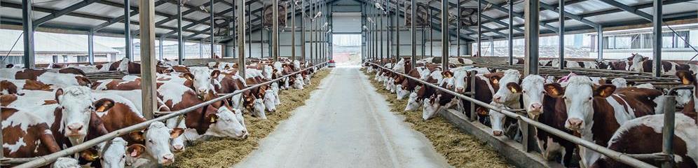 Granjas de vacuno en Galicia