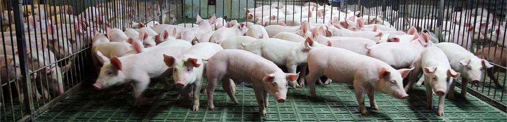 Granjas porcinas en provincia Ourense
