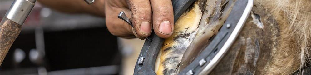 Herradores de caballos en Galicia