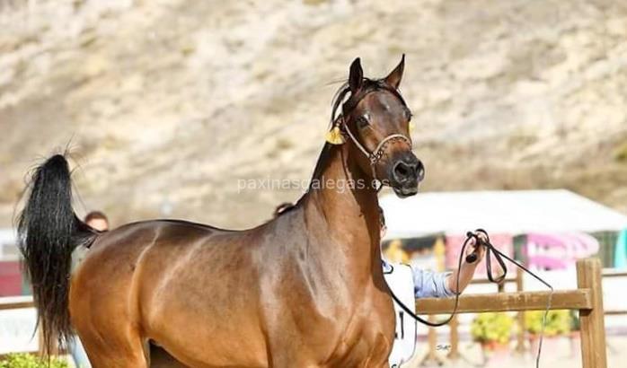 imagen principal Ilben Arabians