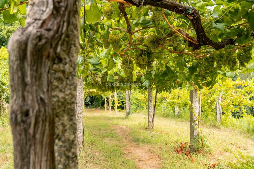 imagen principal José Araujo Peña (Viña Araujo / Albariño)