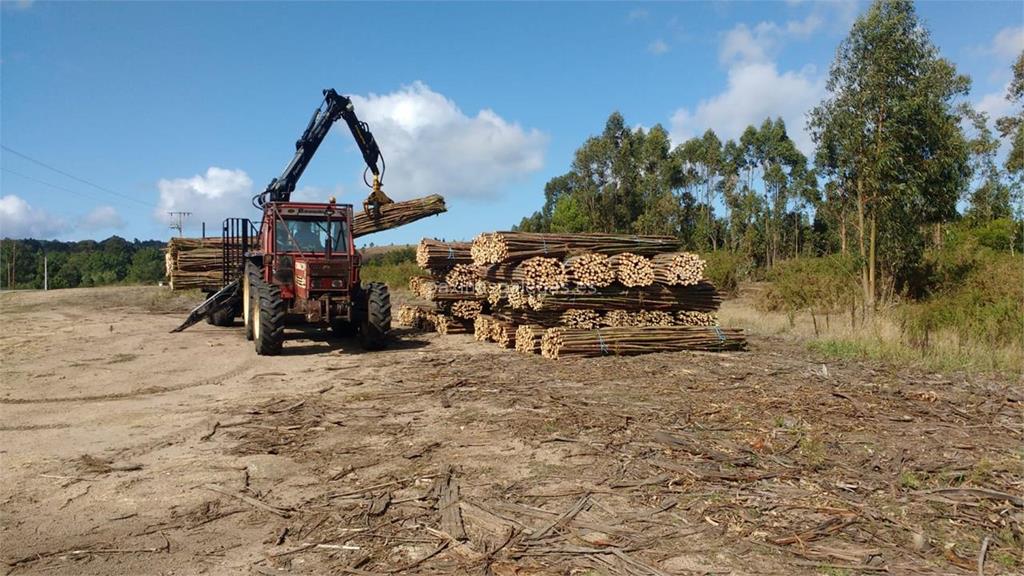 Lomba Forestal imagen 9