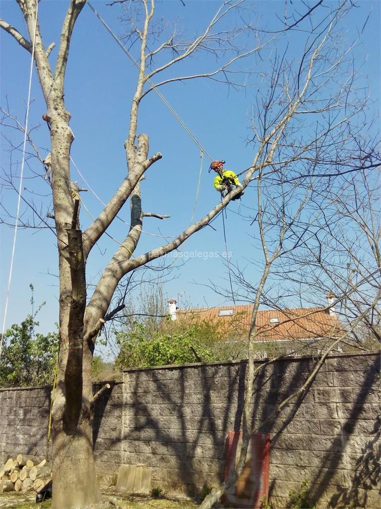 Loureiro Arboricultura Galicia imagen 11