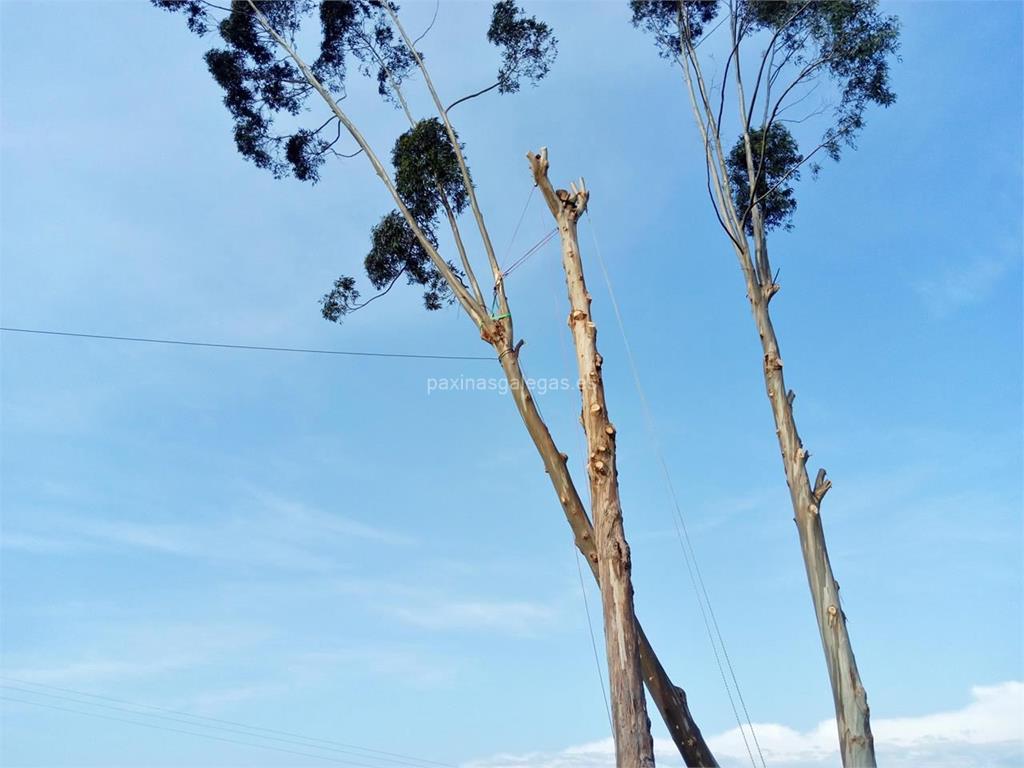 Loureiro Arboricultura Galicia imagen 12