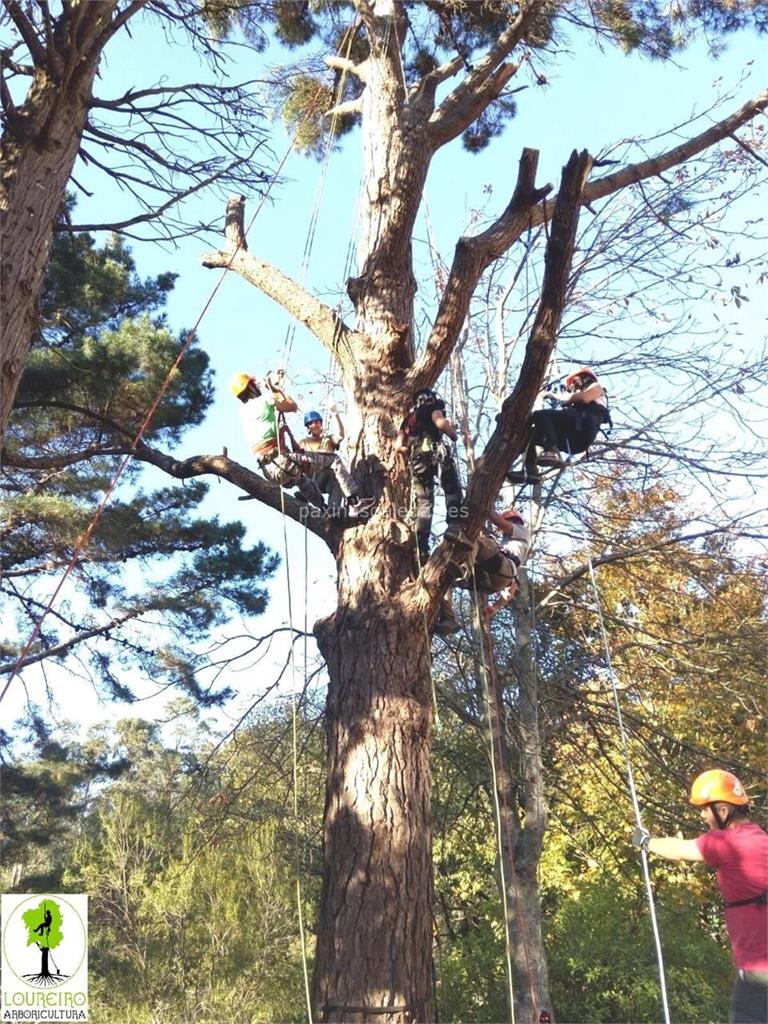 Loureiro Arboricultura Galicia imagen 16