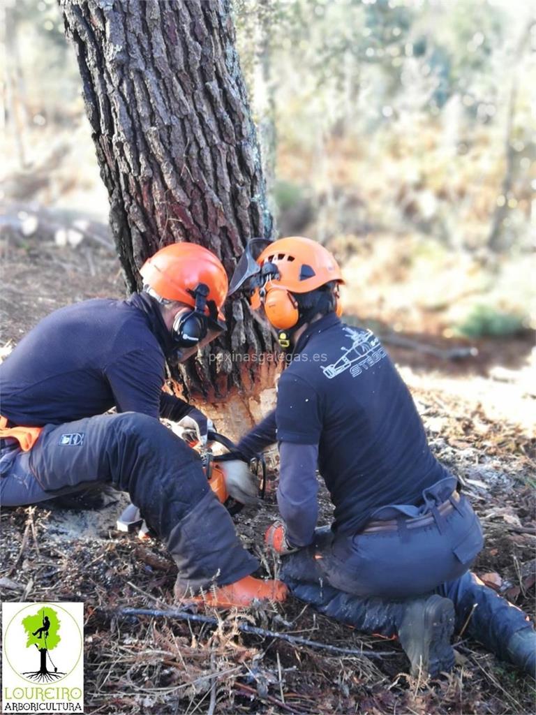 Loureiro Arboricultura Galicia imagen 17