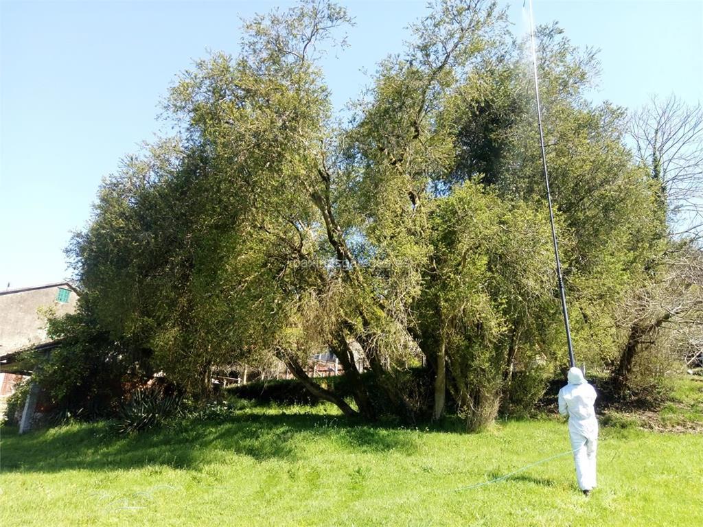 Loureiro Arboricultura Galicia imagen 18