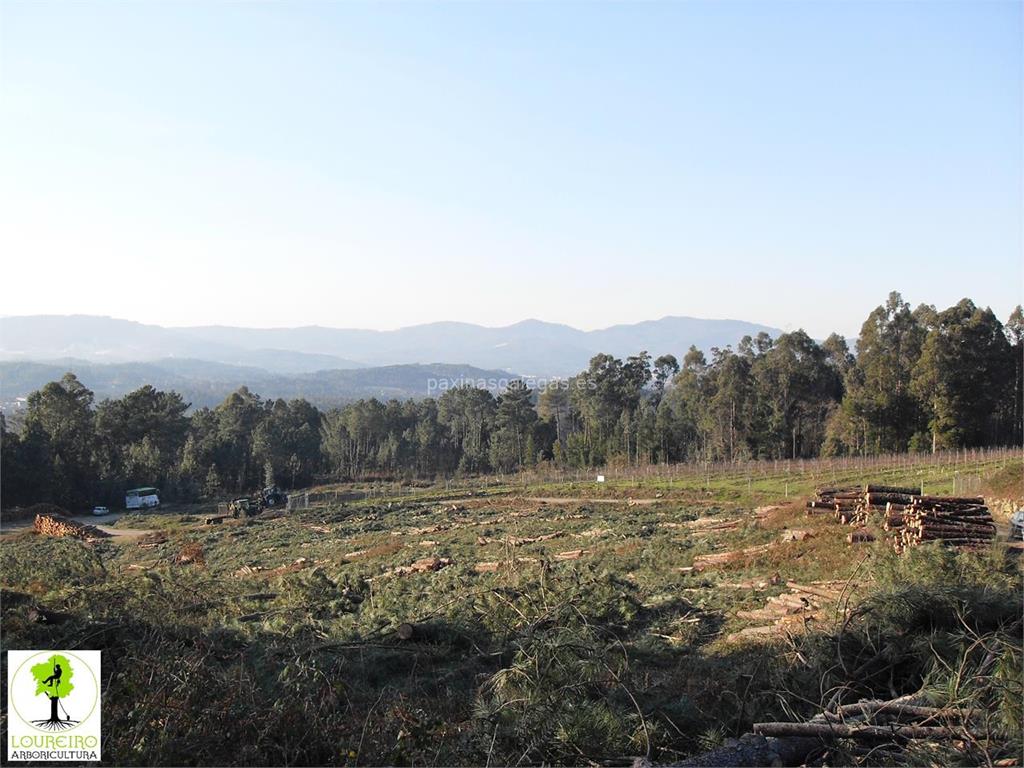 Loureiro Arboricultura Galicia imagen 19