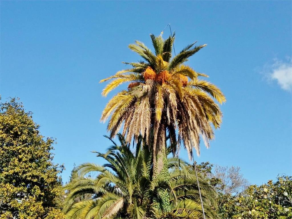 Loureiro Arboricultura Galicia imagen 6