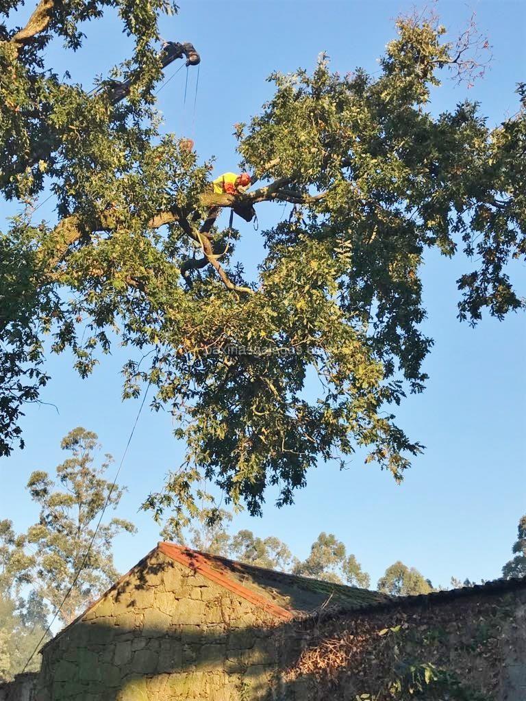 Loureiro Arboricultura Galicia imagen 9