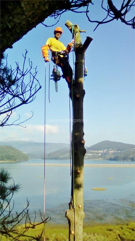 Loureiro Arboricultura Galicia imagen 10