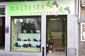 imagen principal Malteses